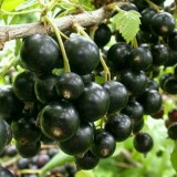 Зелёная Дымка_0x160 Любимый сад